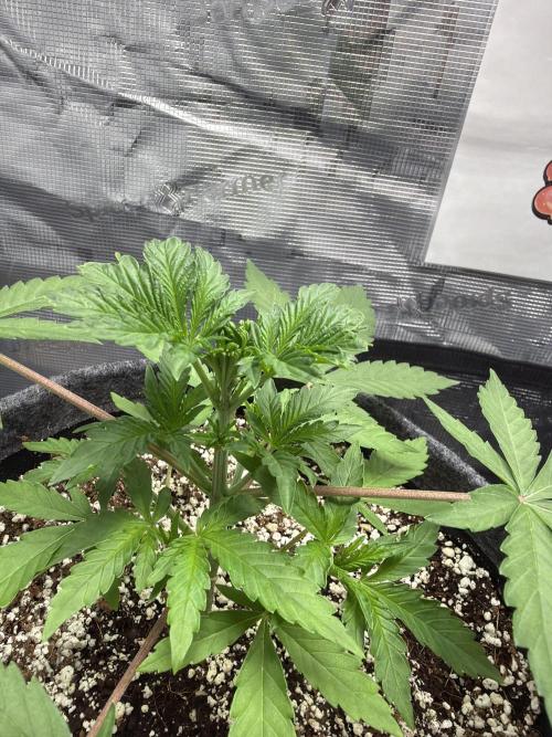 Guava Sundae 42 fast buds. Week 3