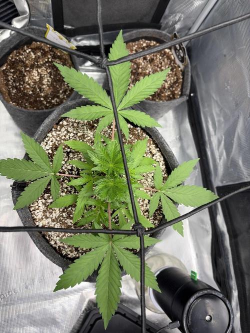 Guava Sundae 42 fast buds. Week 3
