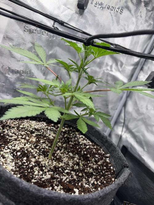 Guava Sundae 42 fast buds. Week 3