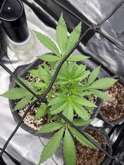 Guava Sundae 42 fast buds. Week 3