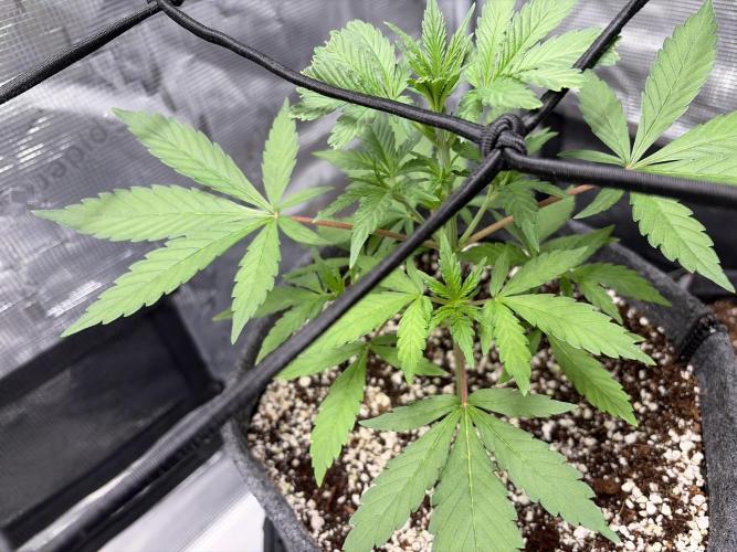 Guava Sundae 42 fast buds. Week 3