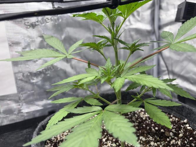 Guava Sundae 42 fast buds. Week 3
