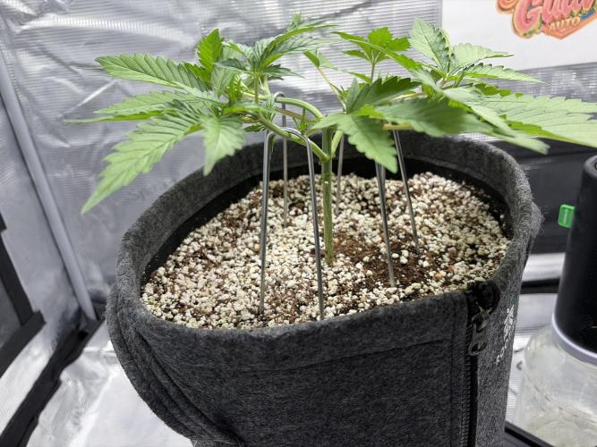 Mendo guava 42 fast buds. Week 3
