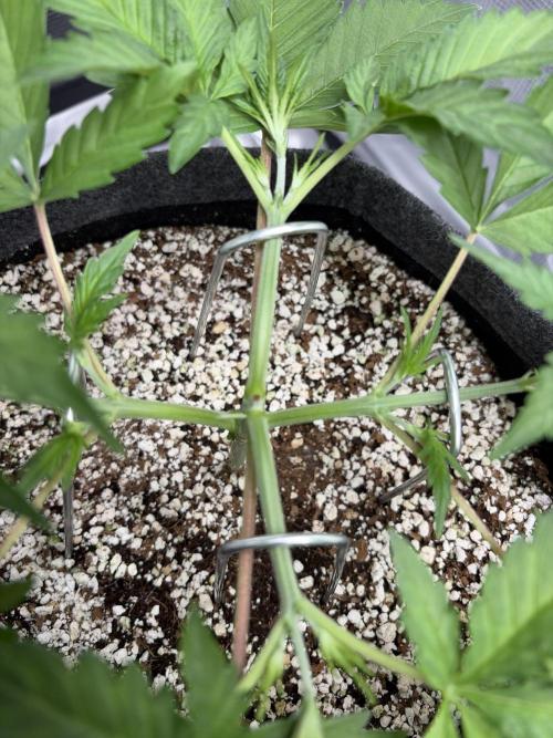 Mendo guava 42 fast buds. Week 3