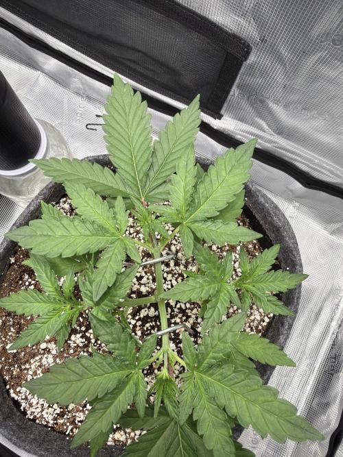 Mendo guava 42 fast buds. Week 3