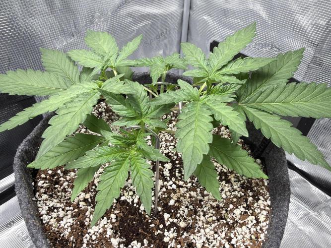 Mendo guava 42 fast buds. Week 3