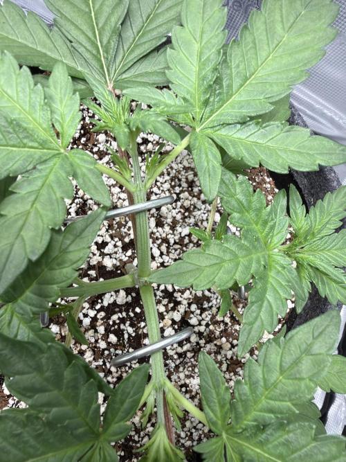 Mendo guava 42 fast buds. Week 3