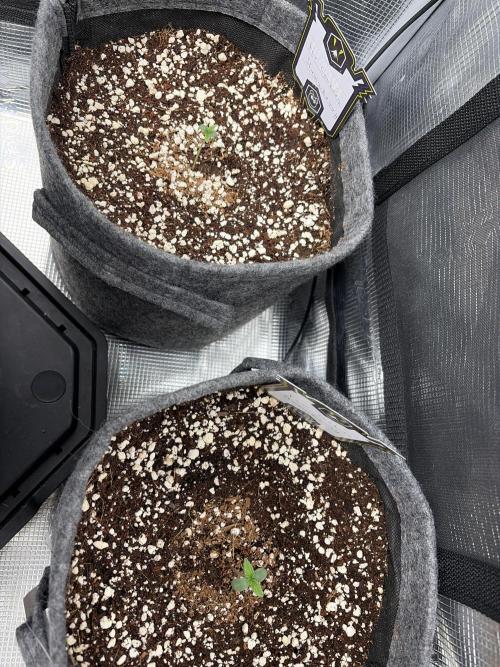 Grow Tent 4.5x2x6.5 (70cm x 140cm x200cm). Week 0