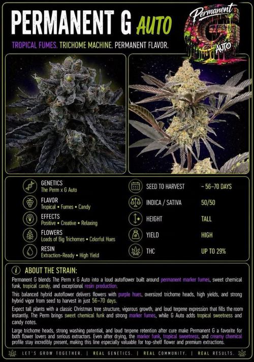 Good genetix permanent G. Week 0