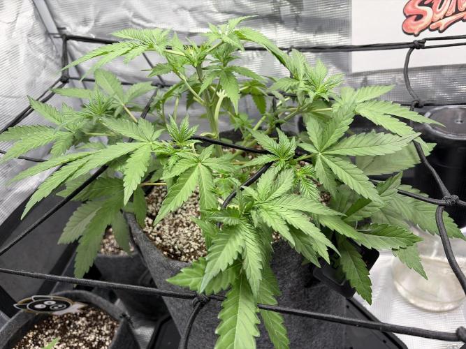 Guava Sundae 42 fast buds. Week 4
