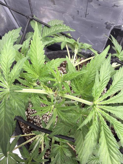 Guava Sundae 42 fast buds. Week 4