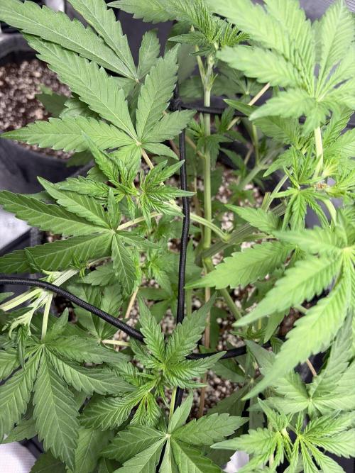 Guava Sundae 42 fast buds. Week 4