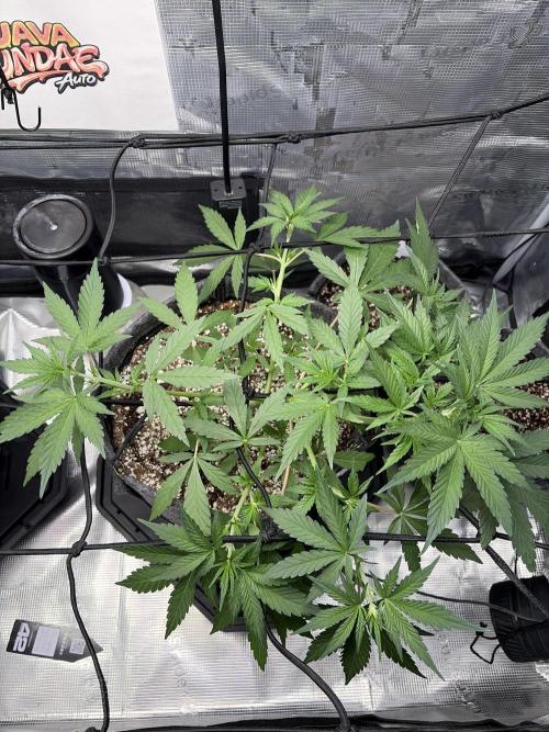 Guava Sundae 42 fast buds. Week 4