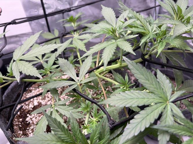 Guava Sundae 42 fast buds. Week 4