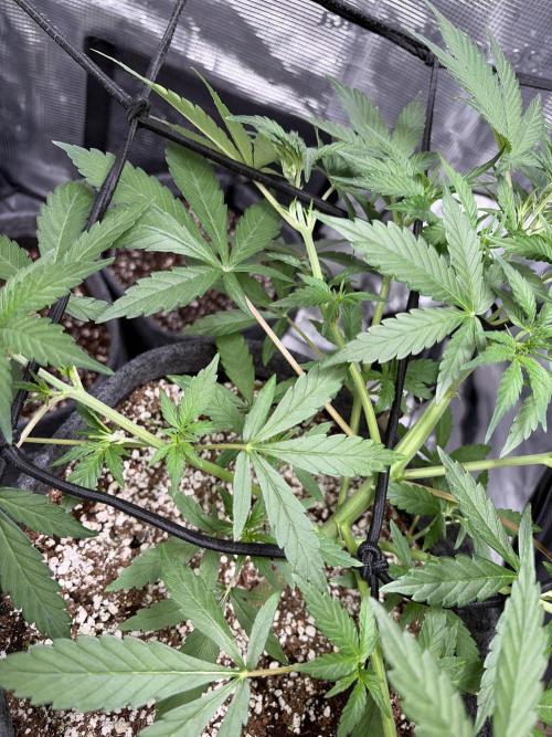Guava Sundae 42 fast buds. Week 4