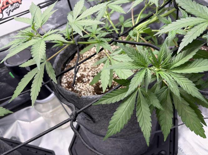 Guava Sundae Auto. Week 4
