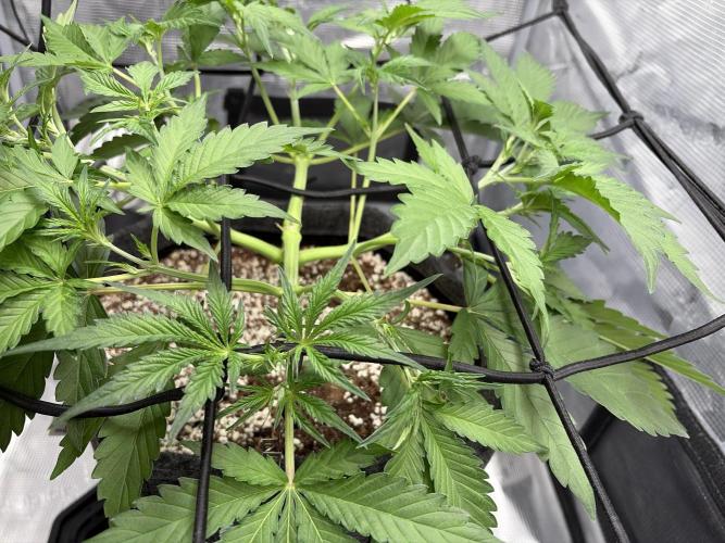 Mendo guava 42 fast buds. Week 4