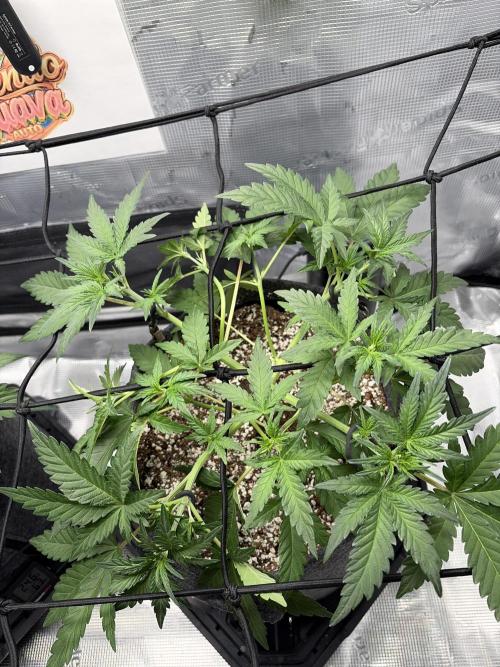 Mendo guava 42 fast buds. Week 4