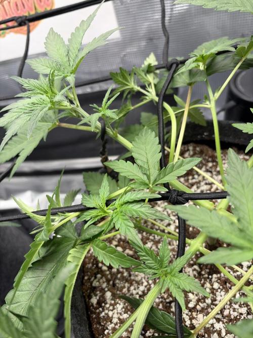 Mendo guava 42 fast buds. Week 4