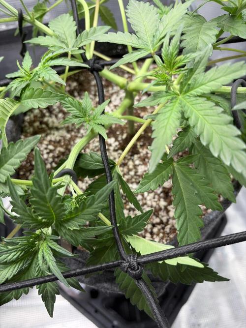 Mendo guava 42 fast buds. Week 4