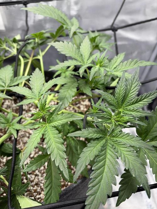 Mendo Guava Auto. Week 4