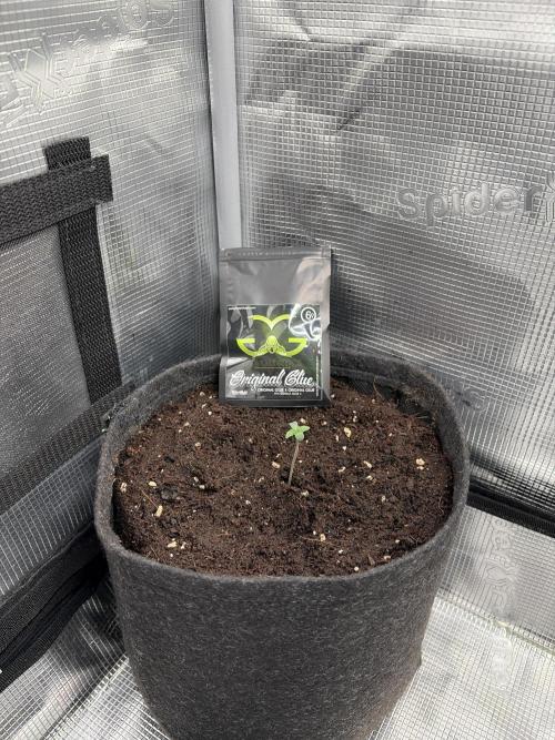 Gorilla Glue #4. Week 0