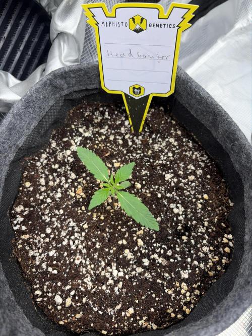 Mephisto 505 headbanger. Week 1