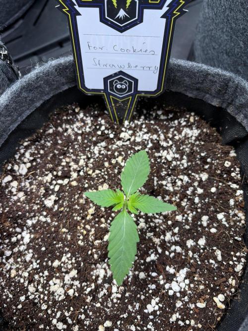 Grow Tent 4.5x2x6.5 (70cm x 140cm x200cm). Week 1