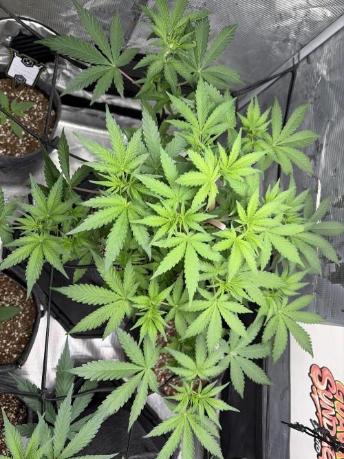 Guava Sundae 42 fast buds. Week 5