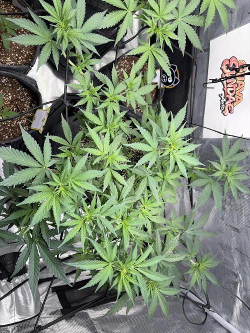 Guava Sundae 42 fast buds. Week 5