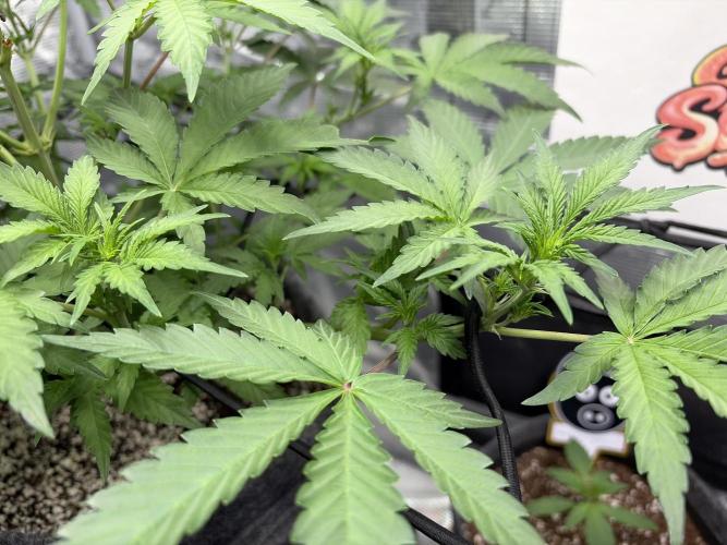 Guava Sundae 42 fast buds. Week 5