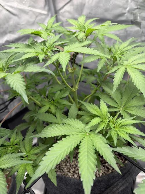 Guava Sundae 42 fast buds. Week 5