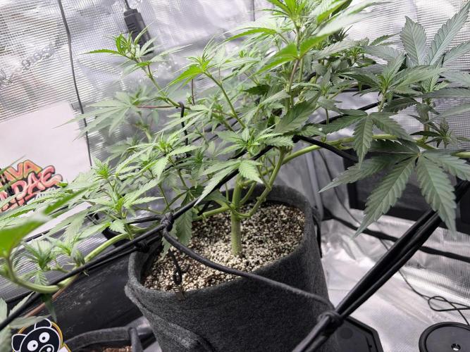 Guava Sundae 42 fast buds. Week 5