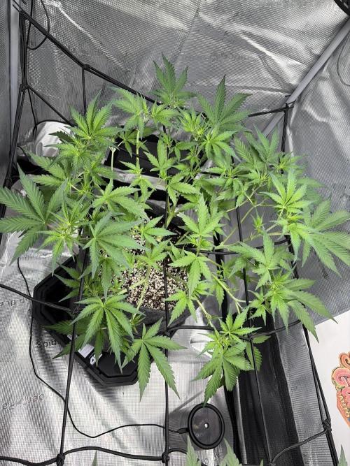 Mendo guava 42 fast buds. Week 5