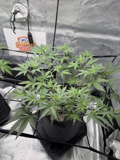 Mendo guava 42 fast buds. Week 5