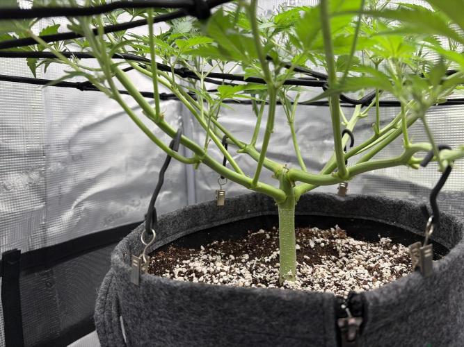 Mendo guava 42 fast buds. Week 5