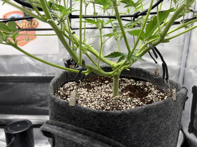 Mendo guava 42 fast buds. Week 5