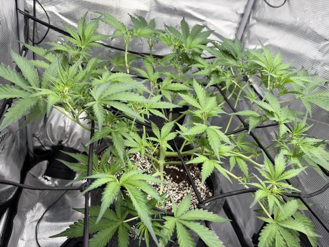 Mendo guava 42 fast buds. Week 5