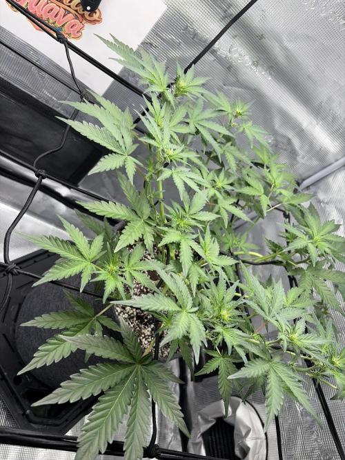 Mendo guava 42 fast buds. Week 5