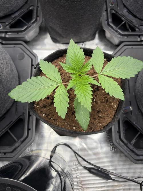 Gorilla glue 4 original glue gg strains. Week 1