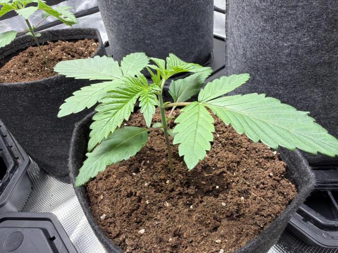 Gorilla glue 4 original glue gg strains. Week 1