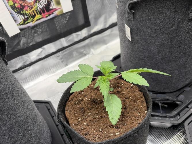 Gorilla Glue #4. Week 1