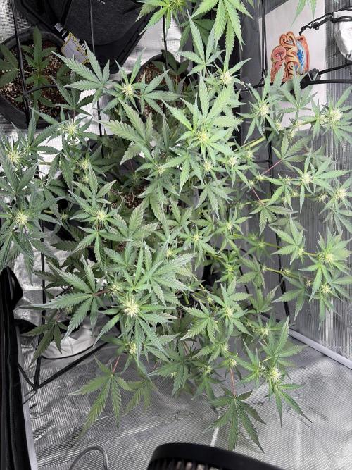 Mendo guava 42 fast buds. Week 6
