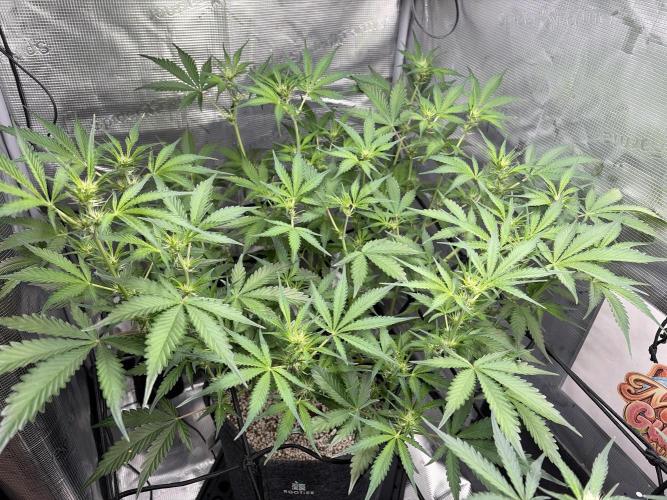 Mendo guava 42 fast buds. Week 6