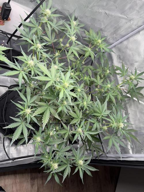 Mendo guava 42 fast buds. Week 6