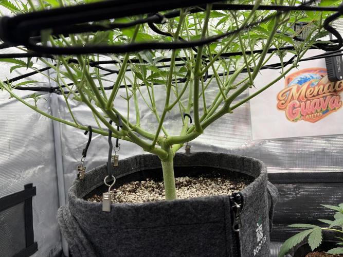Mendo guava 42 fast buds. Week 6