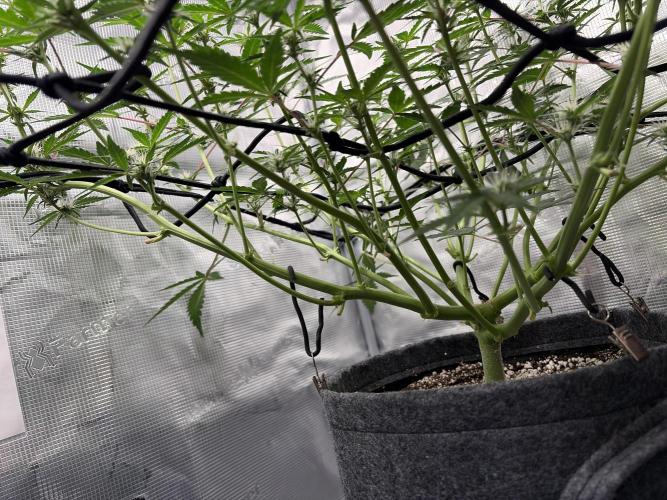 Mendo Guava Auto. Week 6