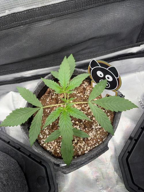 Mephisto 505 headbanger. Week 2