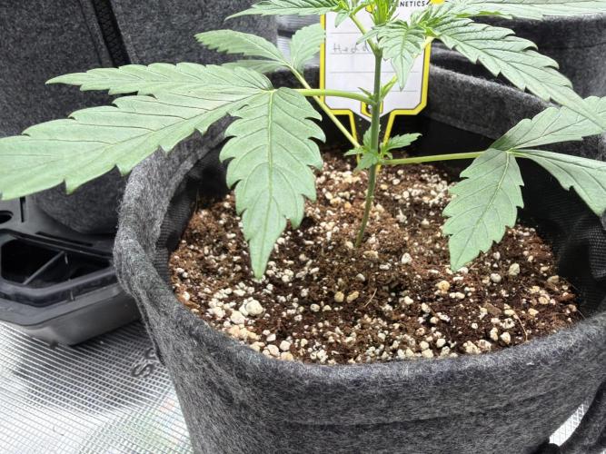 Mephisto 505 headbanger. Week 2