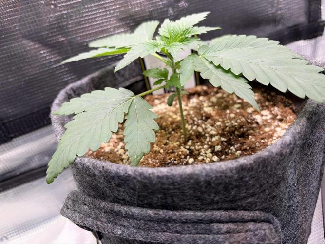 Mephisto forgotten Cookies strawberry. Week 2